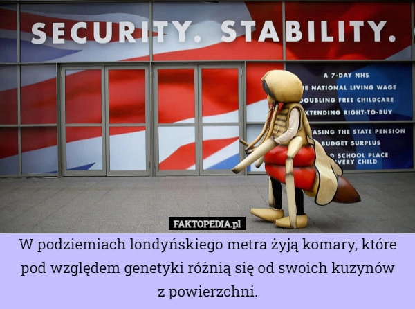 
    W podziemiach londyńskiego metra żyją komary, które pod względem genetyki