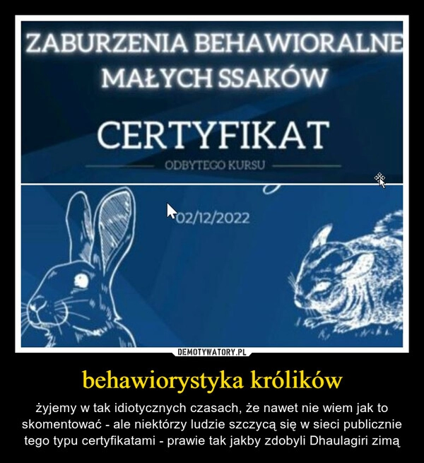 
    behawiorystyka królików