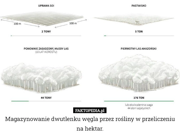 
    Magazynowanie dwutlenku węgla przez rośliny w przeliczeniu na hektar.