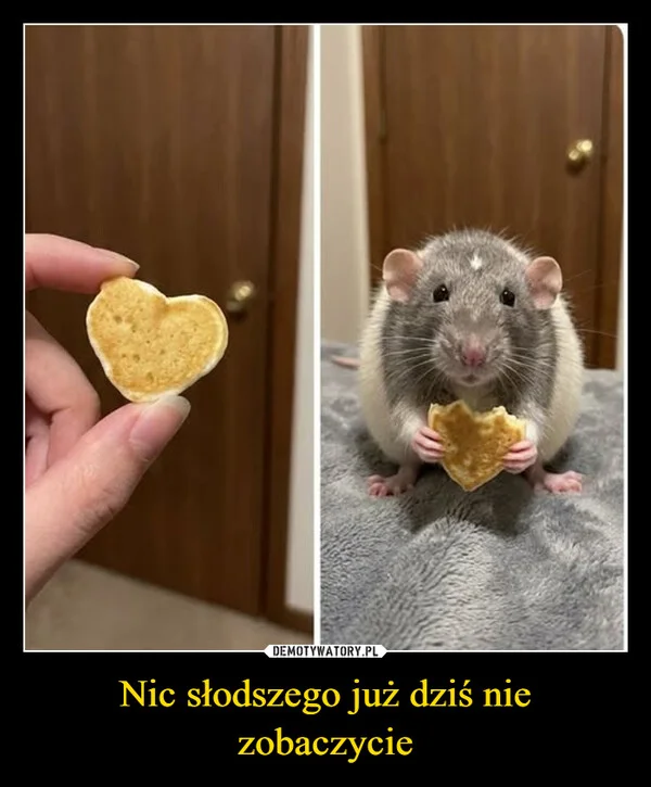 Nic słodszego już dziś nie zobaczycie