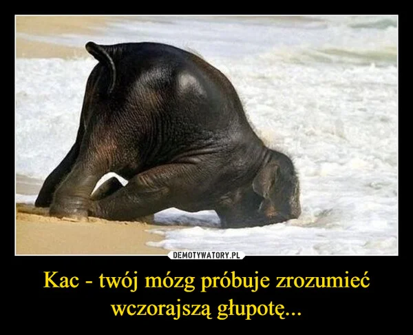 
    Kac - twój mózg próbuje zrozumieć wczorajszą głupotę...