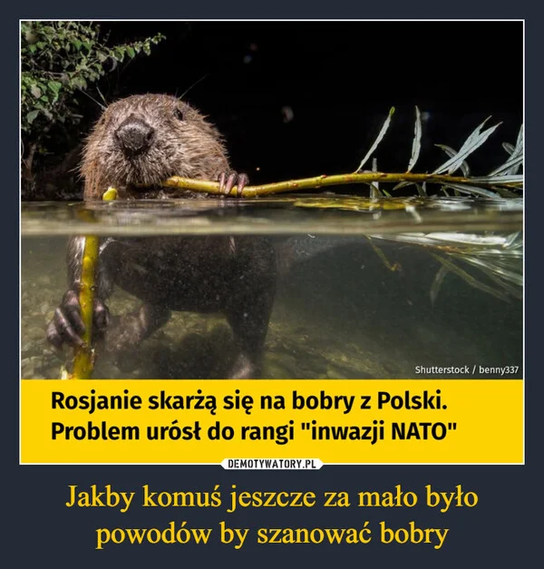 
    Jakby komuś jeszcze za mało było powodów by szanować bobry