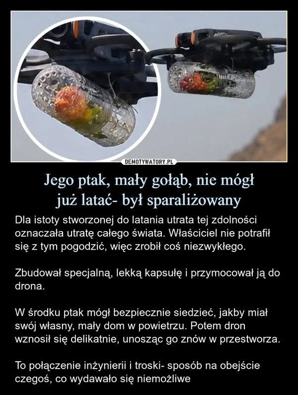 
    Jego ptak, mały gołąb, nie mógł już latać- był sparaliżowany