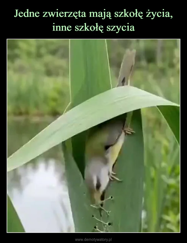 
    Jedne zwierzęta mają szkołę życia, inne szkołę szycia
