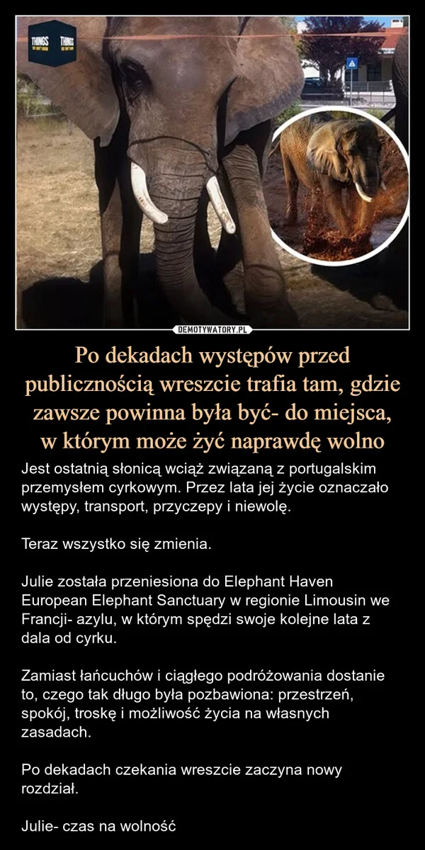 
    Po dekadach występów przed publicznością wreszcie trafia tam, gdzie zawsze powinna była być- do miejsca, w którym może żyć naprawdę wolno