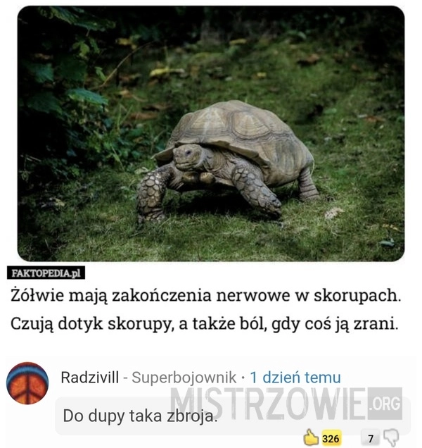 
    Żółw