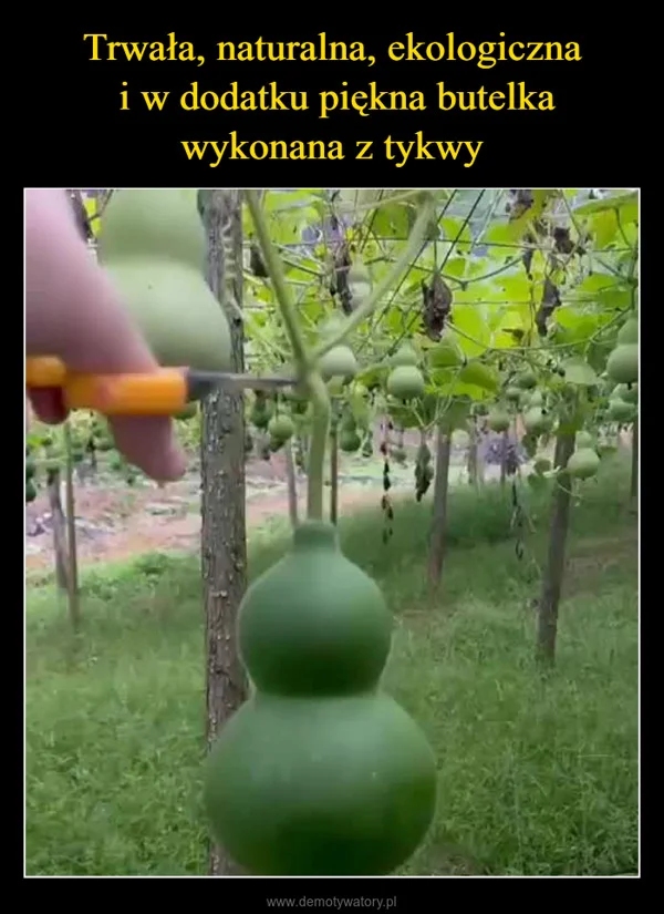 
    Trwała, naturalna, ekologiczna i w dodatku piękna butelka wykonana z tykwy