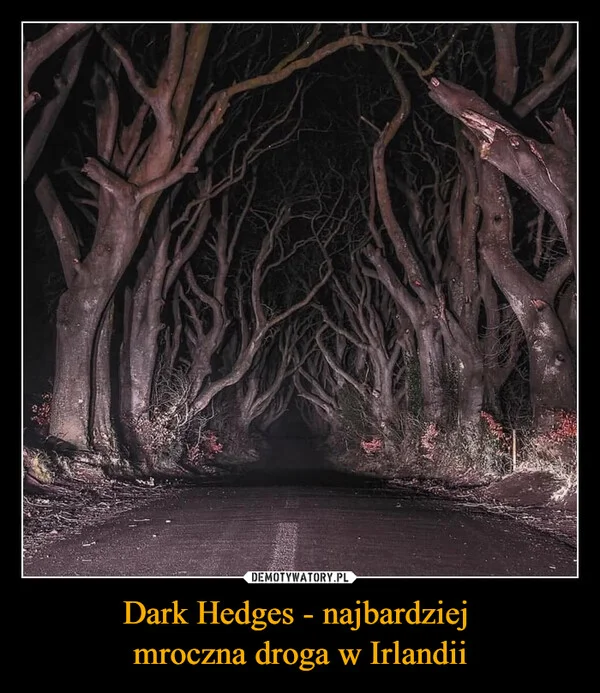 
    Dark Hedges - najbardziej mroczna droga w Irlandii