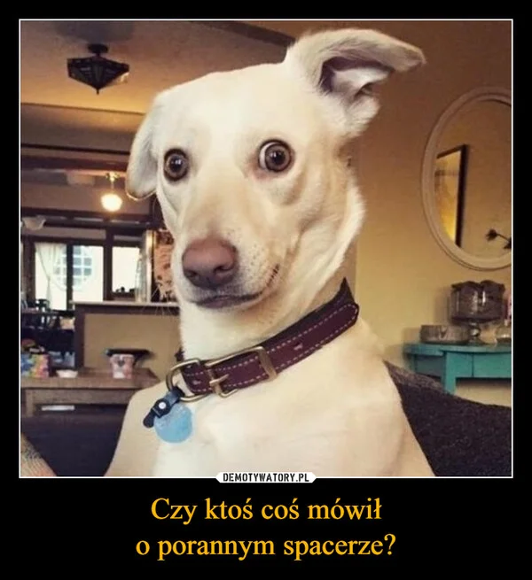 
    Czy ktoś coś mówił o porannym spacerze?