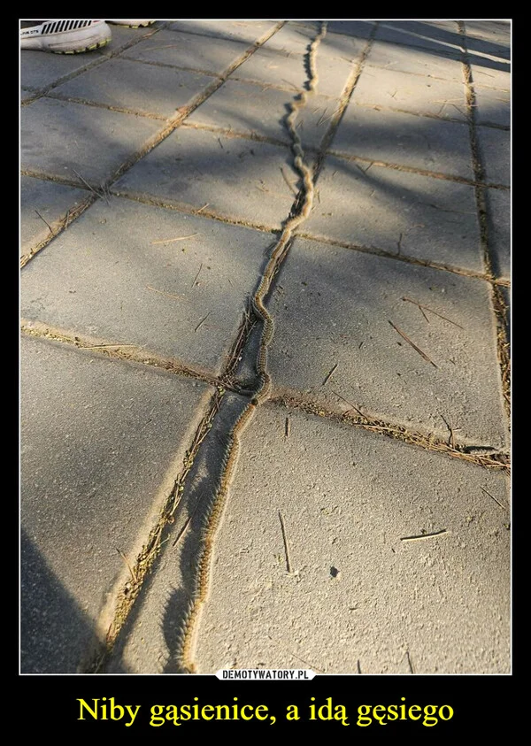 
    Niby gąsienice, a idą gęsiego