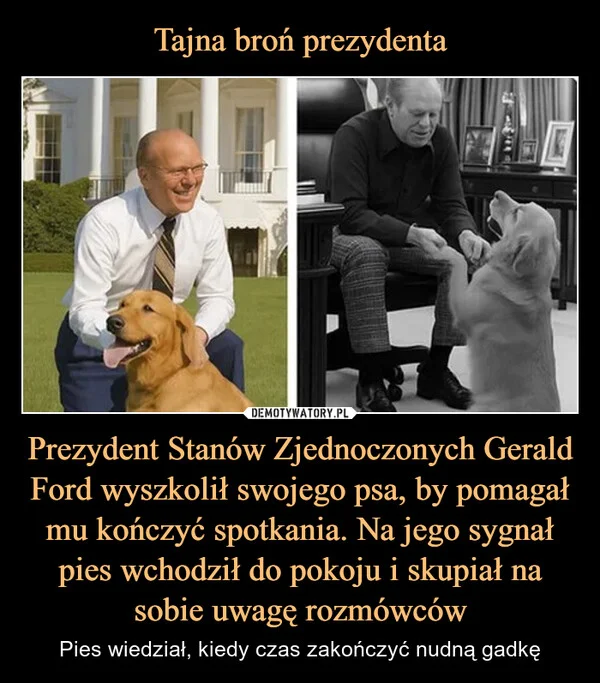 
    Tajna broń prezydenta Prezydent Stanów Zjednoczonych Gerald Ford wyszkolił swojego psa, by pomagał mu kończyć spotkania. Na jego sygnał pies wchodził do pokoju i skupiał na sobie uwagę rozmówców