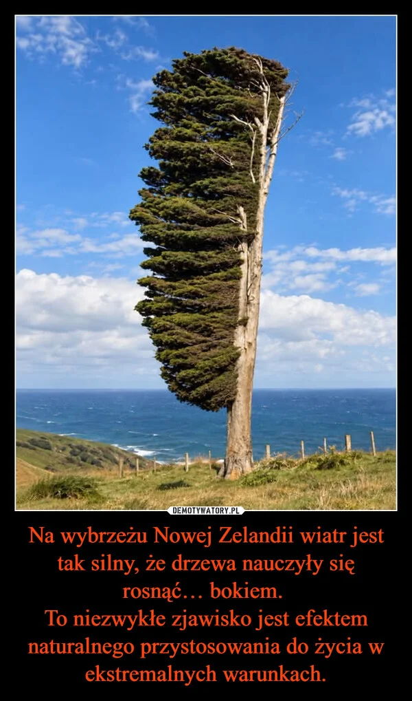 Na wybrzeżu Nowej Zelandii wiatr jest tak silny, że drzewa nauczyły się rosnąć… bokiem. To niezwykłe zjawisko jest efektem naturalnego przystosowania do życia w ekstremalnych warunkach.