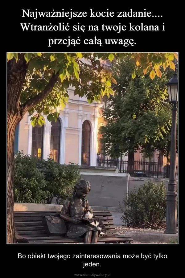 
    Najważniejsze kocie zadanie.... Wtranżolić się na twoje kolana i przejąć całą uwagę.