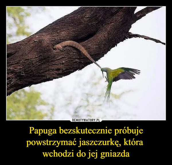 
    Papuga bezskutecznie próbuje powstrzymać jaszczurkę, która wchodzi do jej gniazda