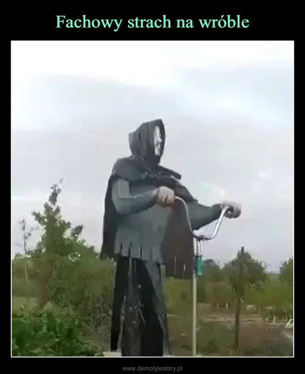 
    Fachowy strach na wróble