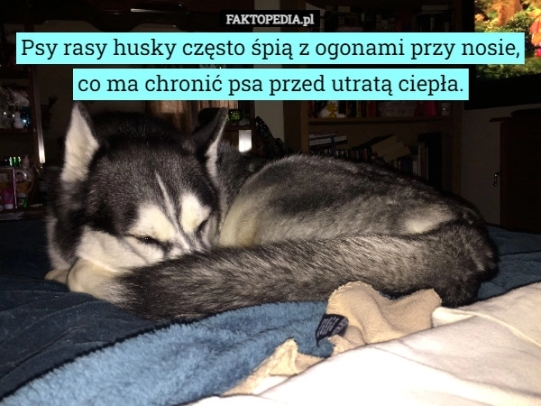 
    Psy rasy husky często śpią z ogonami przy nosie, co ma chronić psa przed