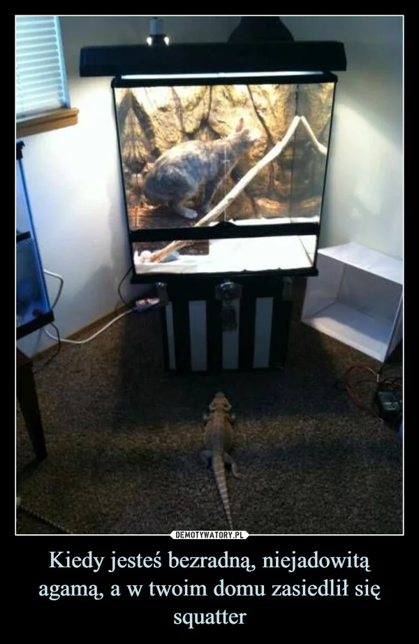 
    Kiedy jesteś bezradną, niejadowitą agamą, a w twoim domu zasiedlił się squatter
