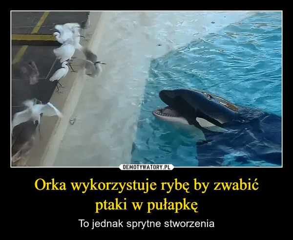 
    Orka wykorzystuje rybę by zwabić ptaki w pułapkę