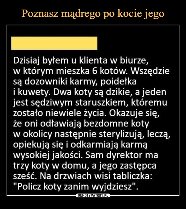 
    Poznasz mądrego po kocie jego