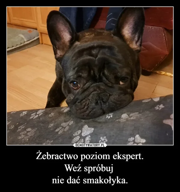 
    Żebractwo poziom ekspert. Weź spróbuj nie dać smakołyka.