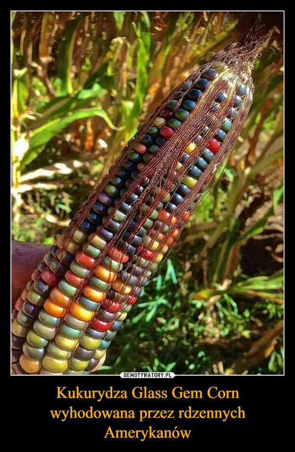 
    Kukurydza Glass Gem Corn wyhodowana przez rdzennych Amerykanów
