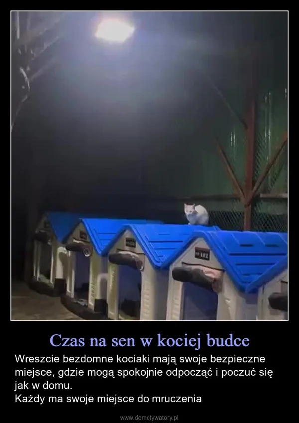 
    Czas na sen w kociej budce