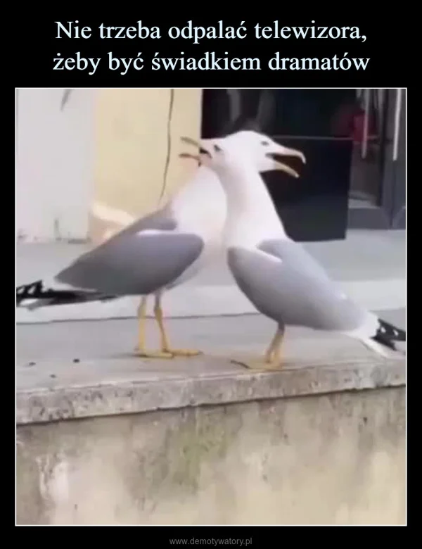 
    Nie trzeba odpalać telewizora, żeby być świadkiem dramatów