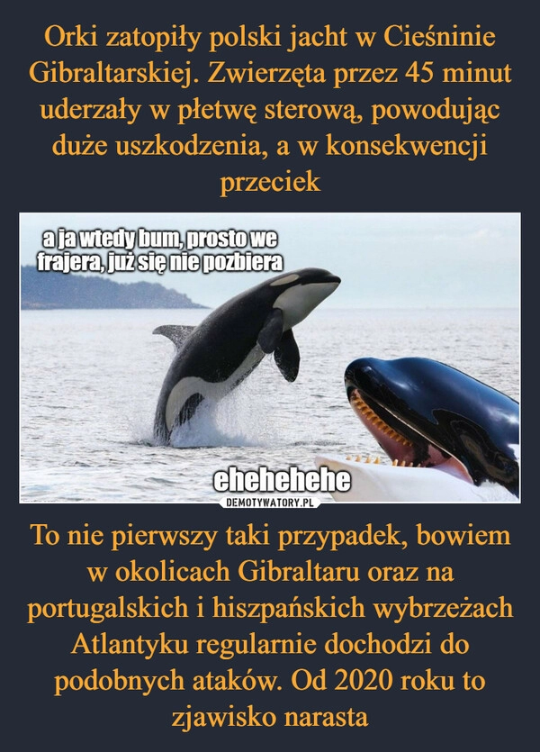 
    Orki zatopiły polski jacht w Cieśninie Gibraltarskiej. Zwierzęta przez 45 minut uderzały w płetwę sterową, powodując duże uszkodzenia, a w konsekwencji przeciek To nie pierwszy taki przypadek, bowiem w okolicach Gibraltaru oraz na portugalskich i hiszpańskich wybrzeżach Atlantyku regularnie dochodzi do podobnych ataków. Od 2020 roku to zjawisko narasta