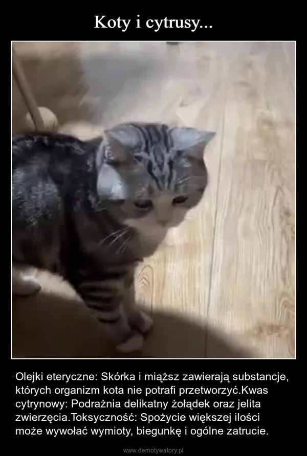 Koty i cytrusy...