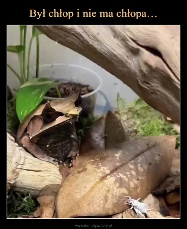 
    Był chłop i nie ma chłopa…