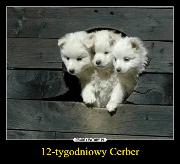 
    12-tygodniowy Cerber