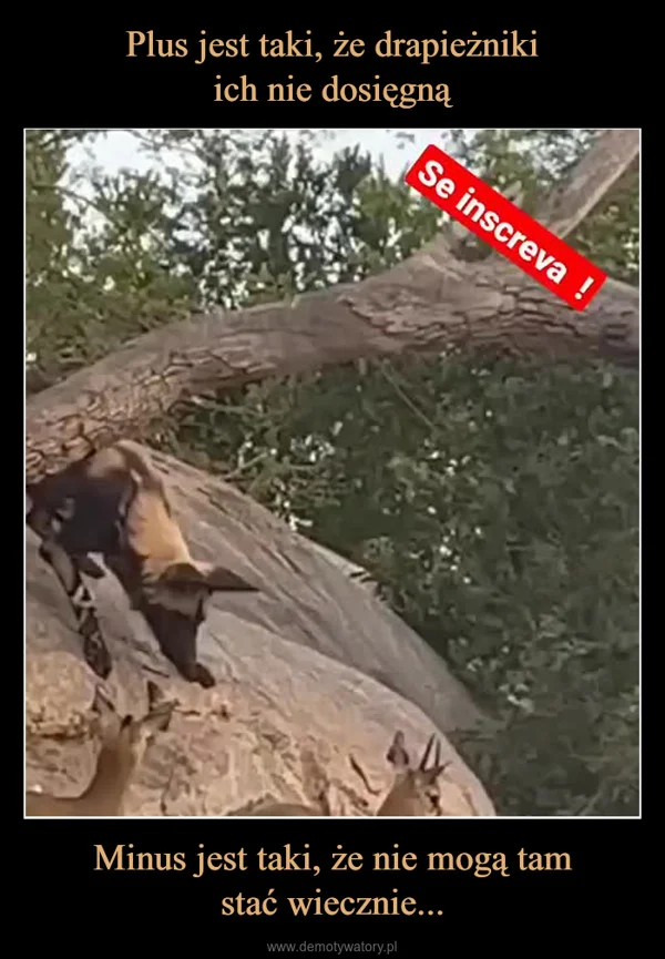 
    Plus jest taki, że drapieżniki ich nie dosięgną Minus jest taki, że nie mogą tam stać wiecznie...