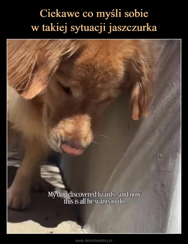 
    Ciekawe co myśli sobie w takiej sytuacji jaszczurka