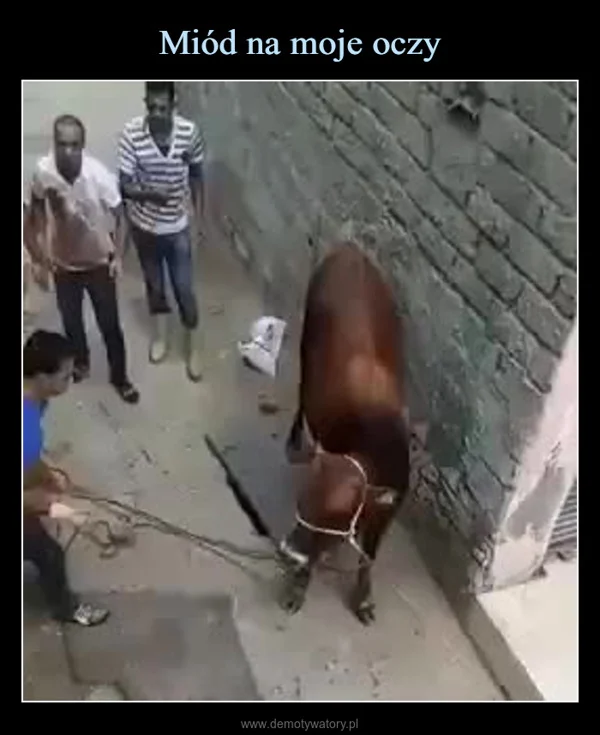 
    Miód na moje oczy