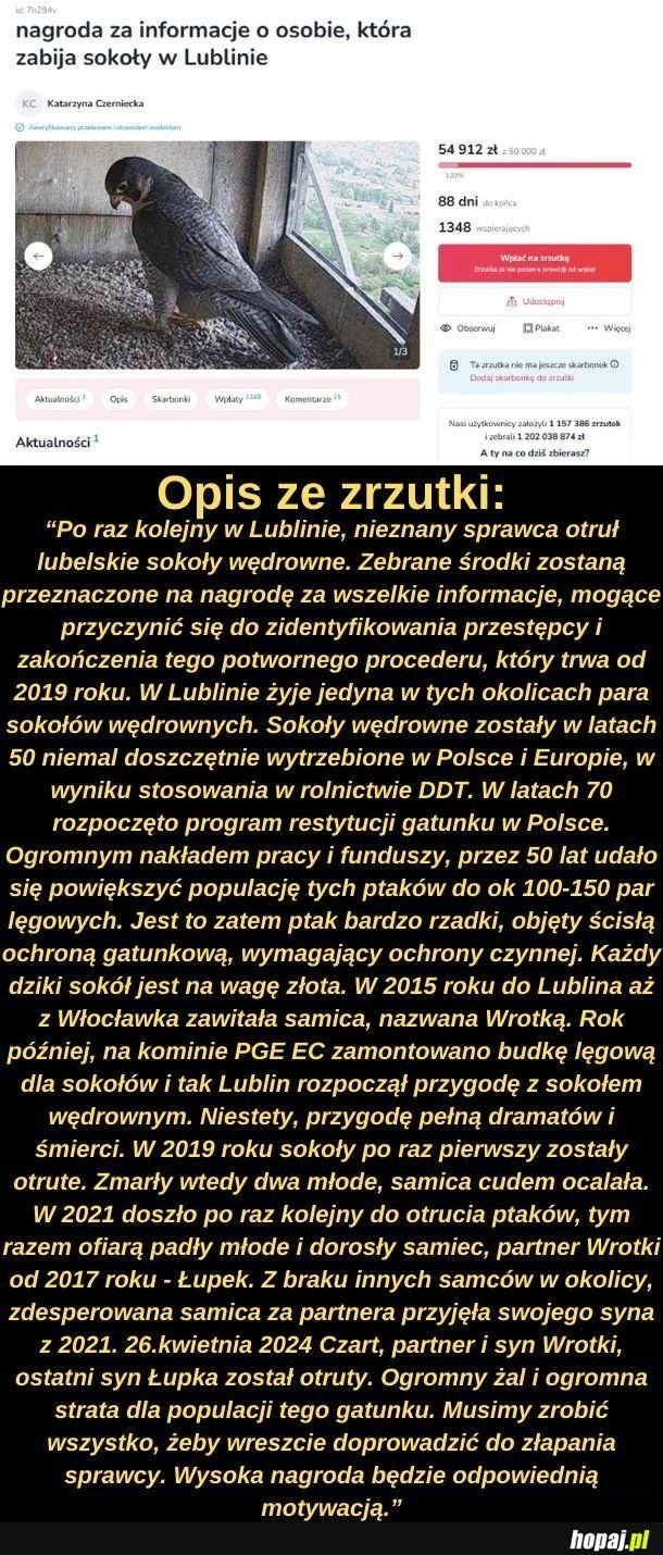 
    Zrzutka na nagrodę za informację o osobie, która zabija sokoły w Lublinie.