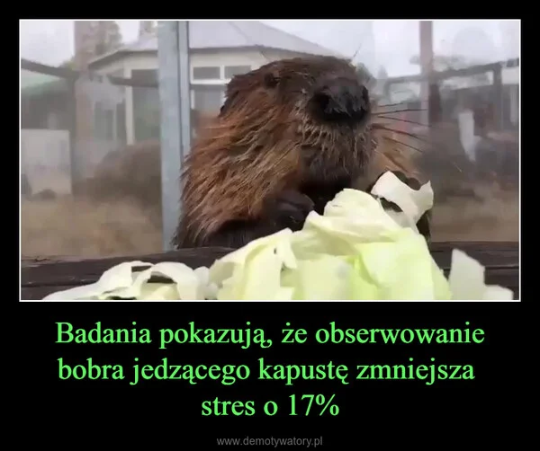 
    Badania pokazują, że obserwowanie bobra jedzącego kapustę zmniejsza stres o 17%