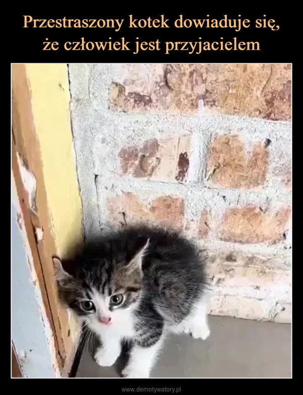 
    Przestraszony kotek dowiaduje się, że człowiek jest przyjacielem