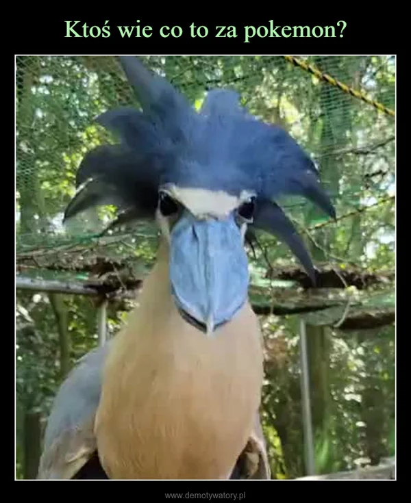 Ktoś wie co to za pokemon?