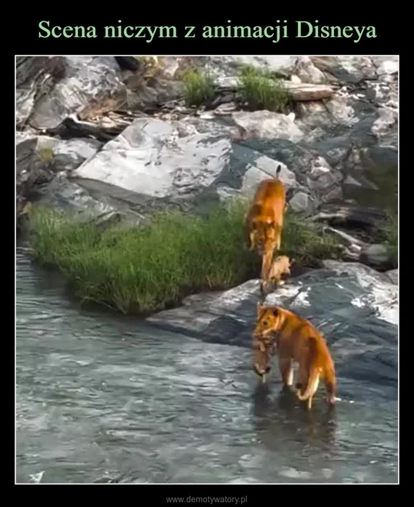 
    Scena niczym z animacji Disneya