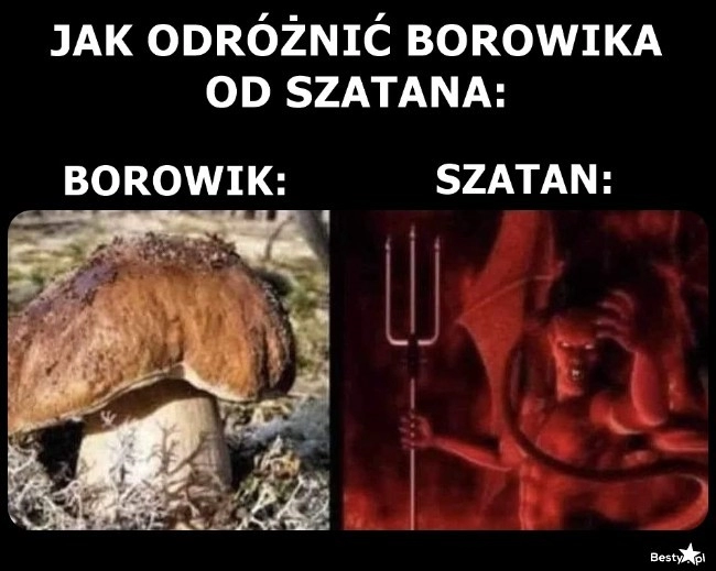 
    A wiecie, że szatan to też borowik? Dokładniej krwistoborowik szatański