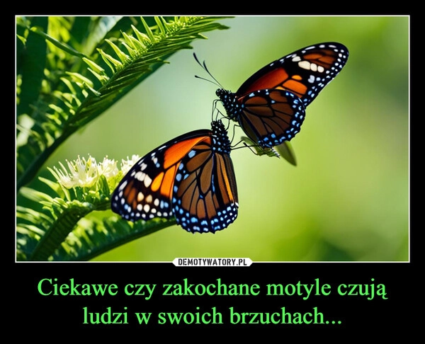 
    Ciekawe czy zakochane motyle czują ludzi w swoich brzuchach...