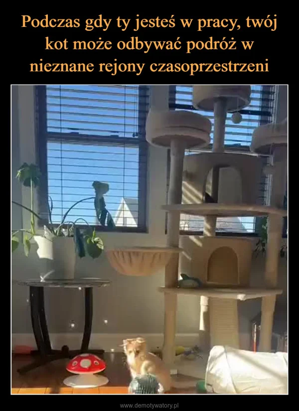 
    Podczas gdy ty jesteś w pracy, twój kot może odbywać podróż w nieznane rejony czasoprzestrzeni