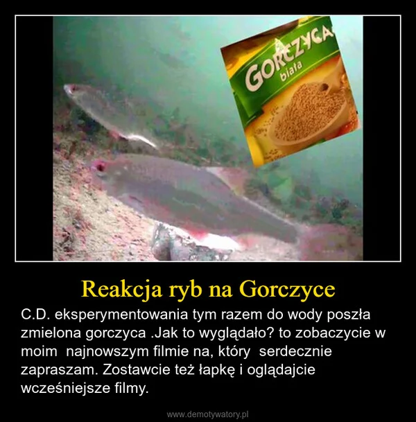 
    Reakcja ryb na Gorczyce