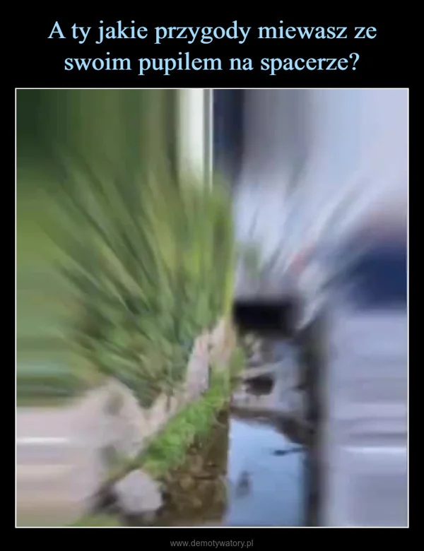 
    A ty jakie przygody miewasz ze swoim pupilem na spacerze?