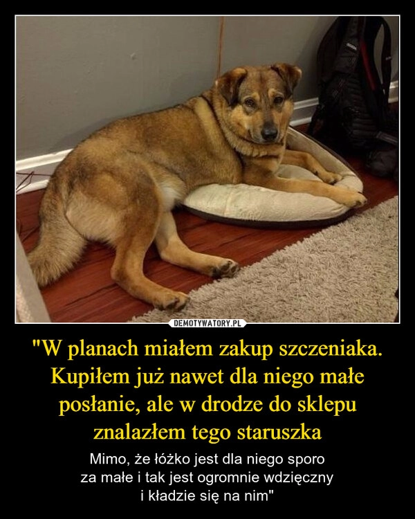 
    "W planach miałem zakup szczeniaka. Kupiłem już nawet dla niego małe posłanie, ale w drodze do sklepu znalazłem tego staruszka