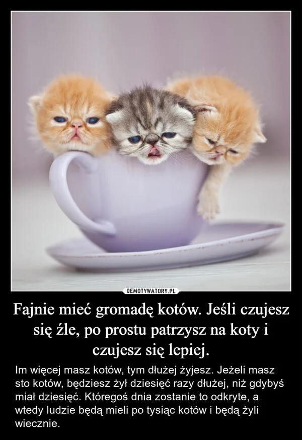 Fajnie mieć gromadę kotów. Jeśli czujesz się źle, po prostu patrzysz na koty i czujesz się lepiej.