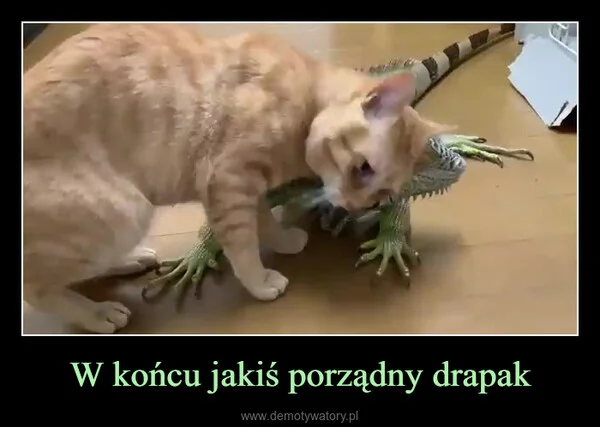 W końcu jakiś porządny drapak