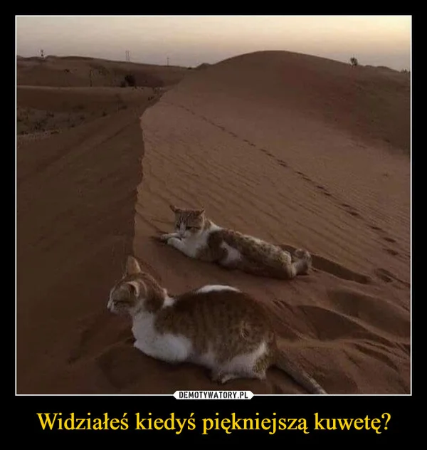 
    Widziałeś kiedyś piękniejszą kuwetę?