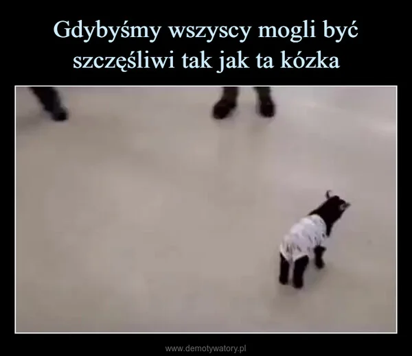 
    Gdybyśmy wszyscy mogli być szczęśliwi tak jak ta kózka