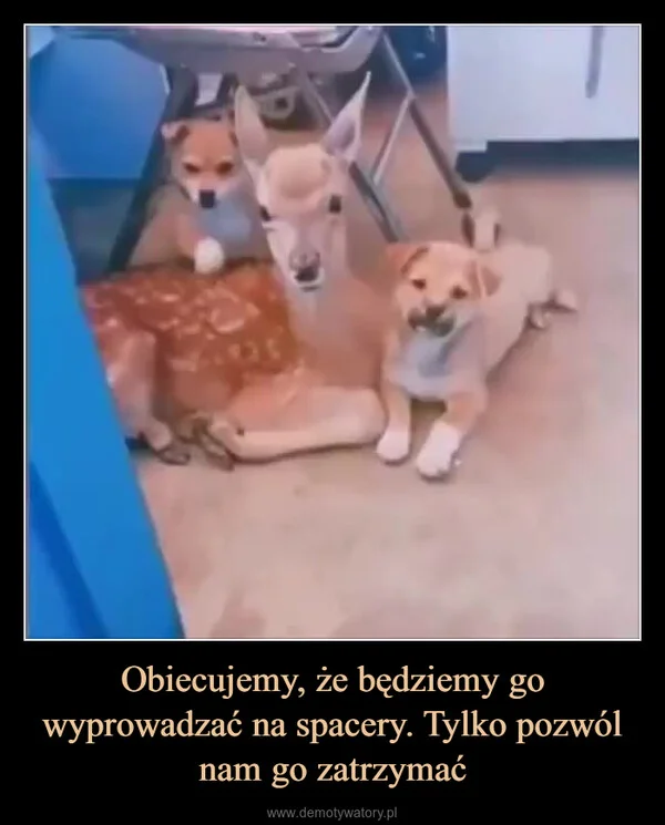 
    Obiecujemy, że będziemy go wyprowadzać na spacery. Tylko pozwól nam go zatrzymać